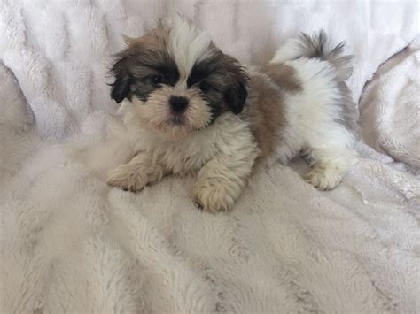 shih tzu puppies for sale in la|shih tzu puppies baton rouge.